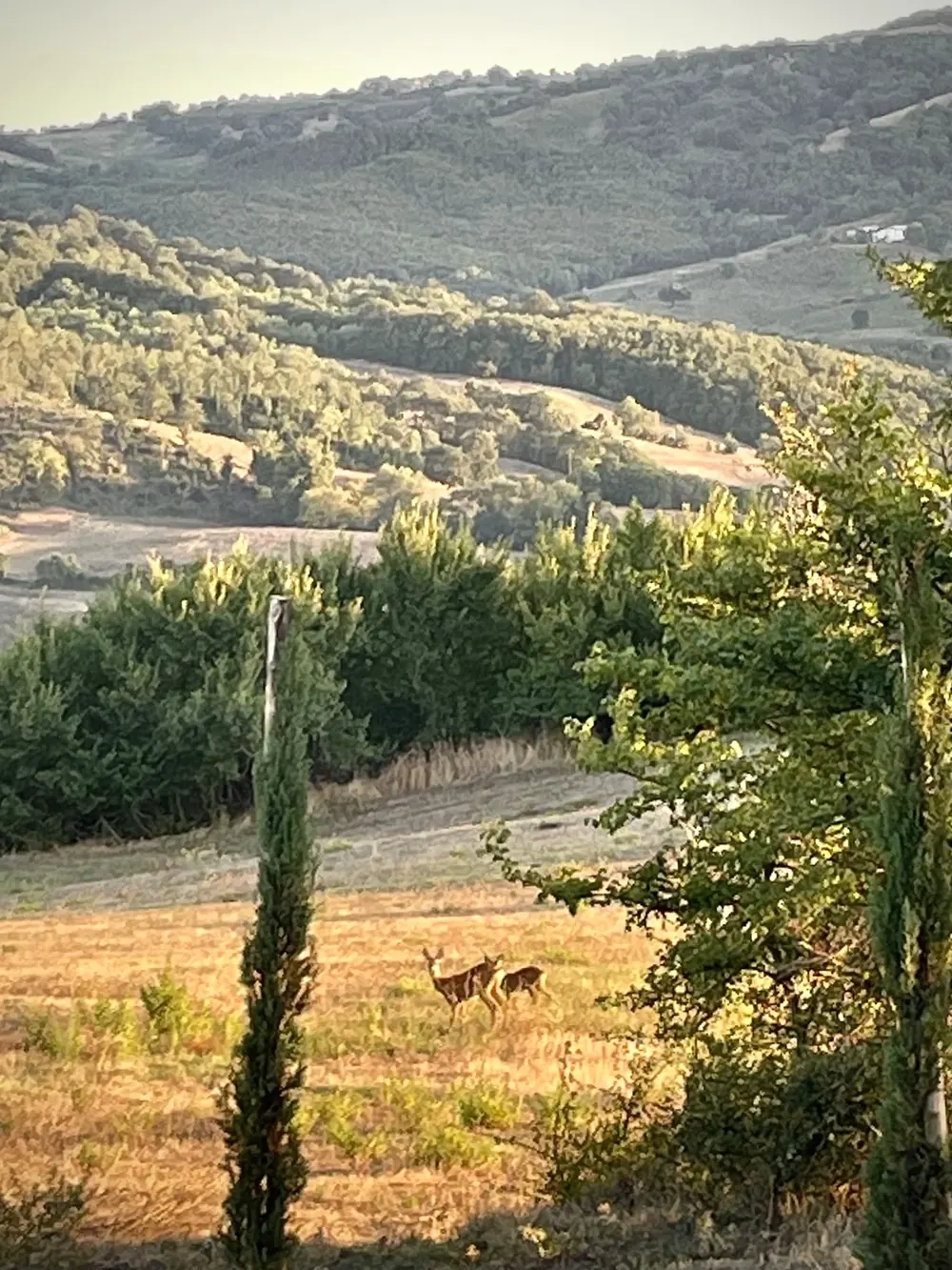 Roe deer in a clearing at sunset