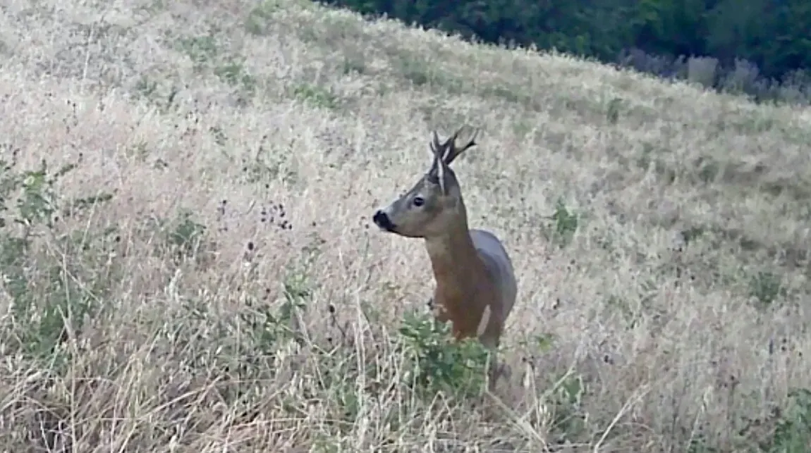 A roe buck in tall grass