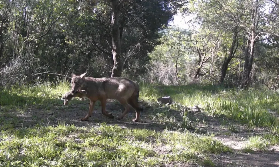 A wolf filmed by one of the estate’s camera traps
