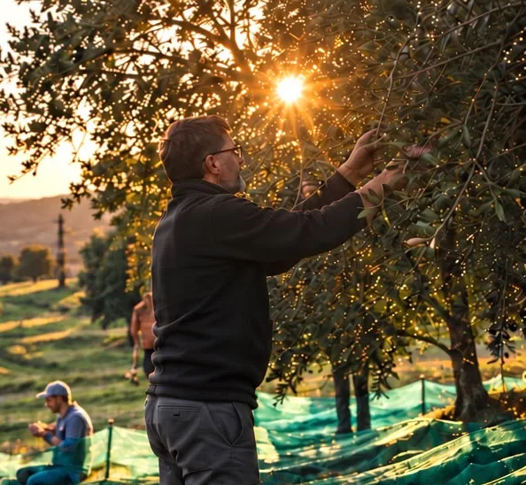 Olive picking in the estate’s grove