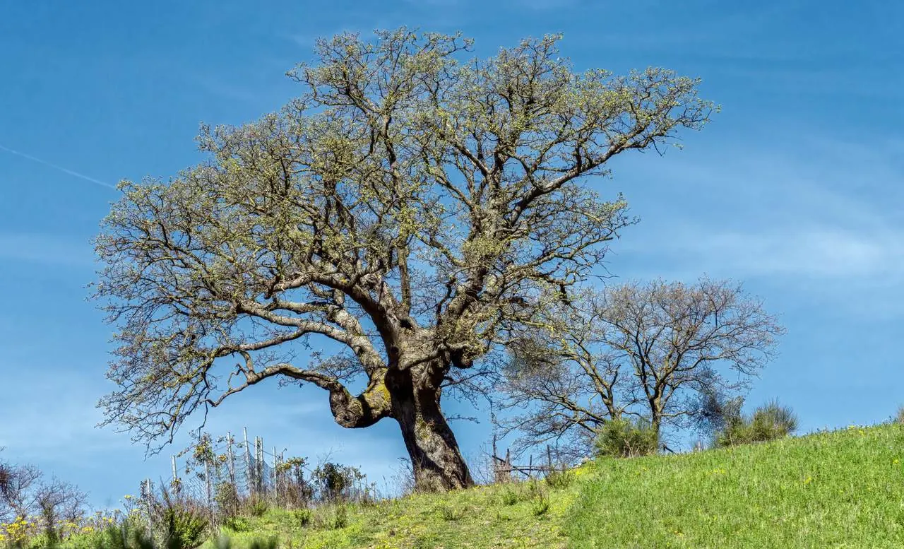 A large solitary oak on a meadow of the estate